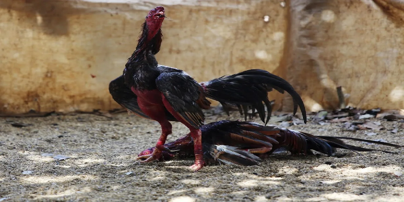 Khuyến mãi “Đá gà đại chiến hàng ngàn quà khủng” tại SUNWIN