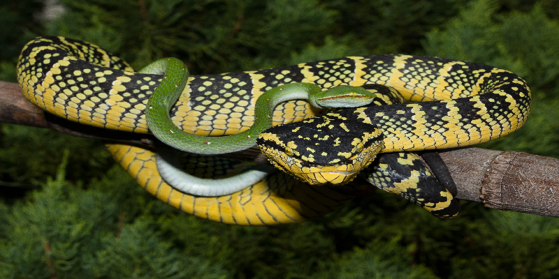 Giấc mơ thấy nhiều rắn đánh con gì dễ trúng?