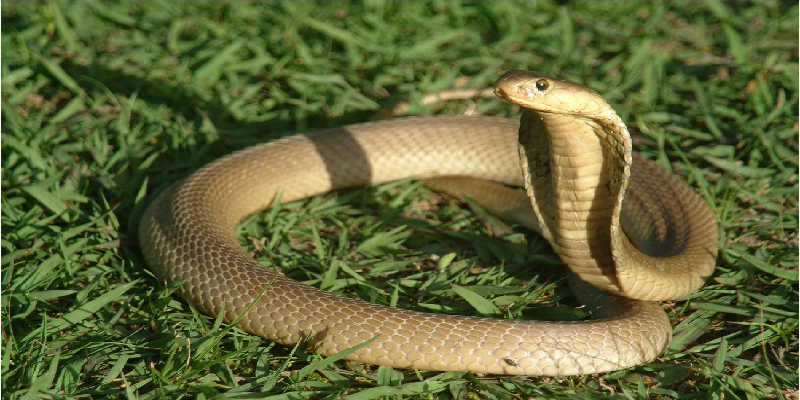 Ý nghĩa phong thuỷ của loài rắn