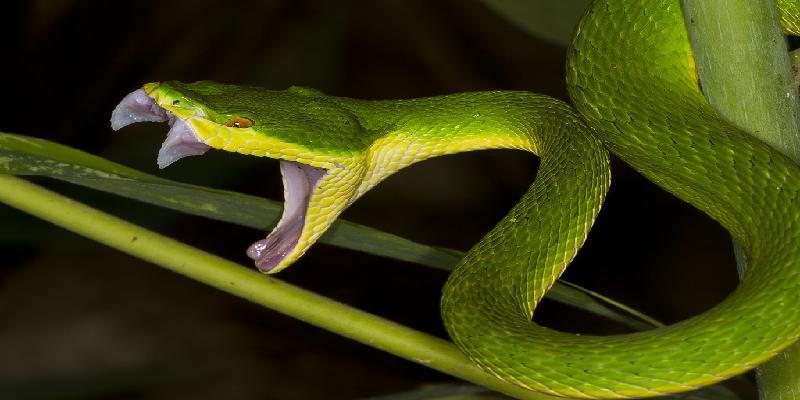 Khi nằm mơ thấy rắn cắn có ý nghĩa gì?